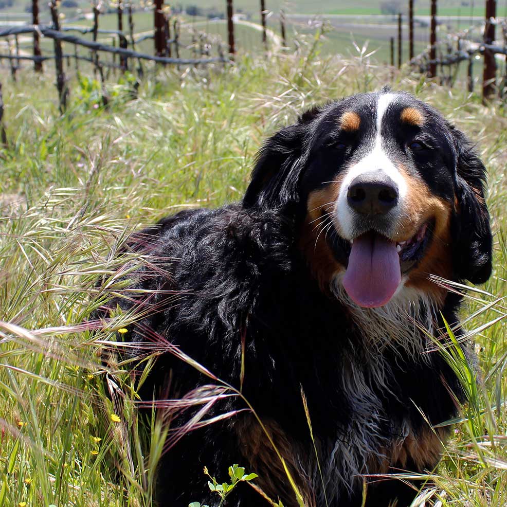 Glamour shot of the Cabernet's wine label